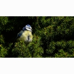 20200416 Blaumeise DSC09215 (1).jpg